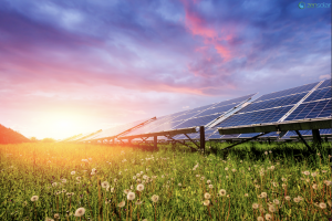 Spring flowers and solar panels